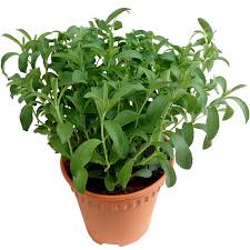 Stevia Plant