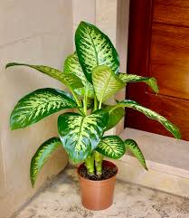 Diffenbachia Plant