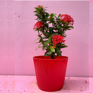 Ixora-plant