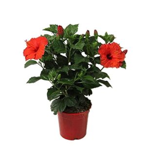 Hibiscus Plant