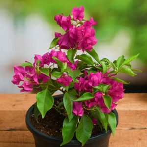 Bougainvillea Plant (Hybrid)