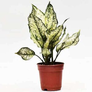 Snow-white-aglaonema Plant