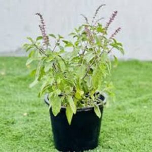 Tulsi Plant